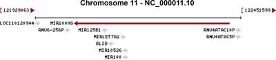 LncmiRHG-MIR100HG: A new budding star in cancer
